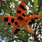 Sterculia monosperma