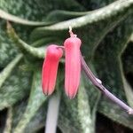 Aloe deltoideodonta Blomst