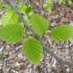 Alnus alnobetula Liść