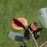 Combretum collinum Fruit