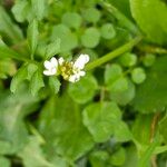 Cardamine hirsuta Flor