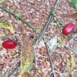 Cornus officinalis Fruto