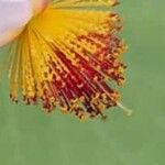 Sparrmannia africana പുഷ്പം