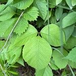 Toxicodendron rydbergii Leaf