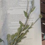 Leucanthemum vulgare Blodyn