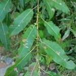 Salix eriocephala Blatt