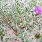 Astragalus baionensis