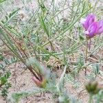 Astragalus baionensis Blüte