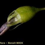 Solenopsis laurentia Fruit