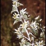 Brickellia californica Flower