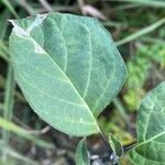 Datura metel Blatt