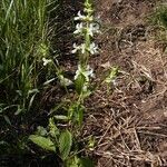 Stachys annua Квітка