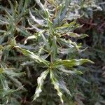 Berberis gagnepainii Blad