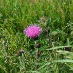 Cirsium heterophyllumBlomst