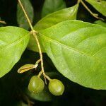 Rinorea hummelii Fruit