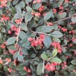 Cotoneaster franchetii Fruto