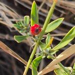 Pollichia campestris Frucht