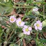 Spergularia rubra Flor