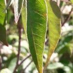 Croton flavens Leaf