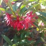 Illicium floridanum ফুল