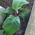 Tacca chantrieri Leaf