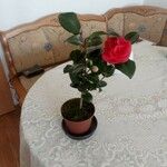 Camellia japonicaFlor