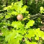 Quercus × rosacea Blad