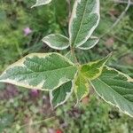 Weigela florida Leaf