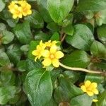 Lysimachia congestiflora Flor