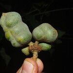 Uvariodendron molundense Fruto