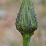 Hieracium sabaudum Fruit