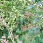 Petroselinum crispum Fruit