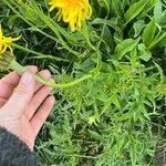 Crepis pontana Feuille