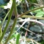 Torilis japonica ᱪᱷᱟᱹᱞᱤ