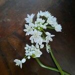 Allium massaessylum 花