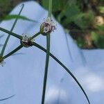 Spermacoce filifolia Flower