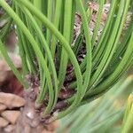 Pinus banksiana Hoja