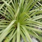 Cordyline indivisa পাতা