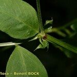 Vicia dumetorum Muu