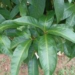 Syzygium malaccense ഇല