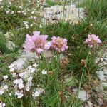 Armeria alpina Habit