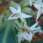 Osmanthus decorus Blüte