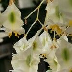 Begonia undulata 花