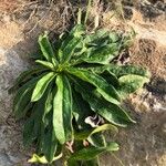 Bellis sylvestris Leaf