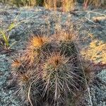 Echinocereus engelmannii Blatt