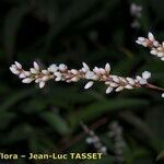 Persicaria decipiens Flower