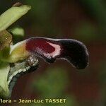 Ophrys omegaifera Flower