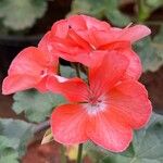 Pelargonium zonaleBlomma