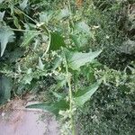 Atriplex sagittata Leaf