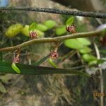 Bulbophyllum calyptratum Kwiat